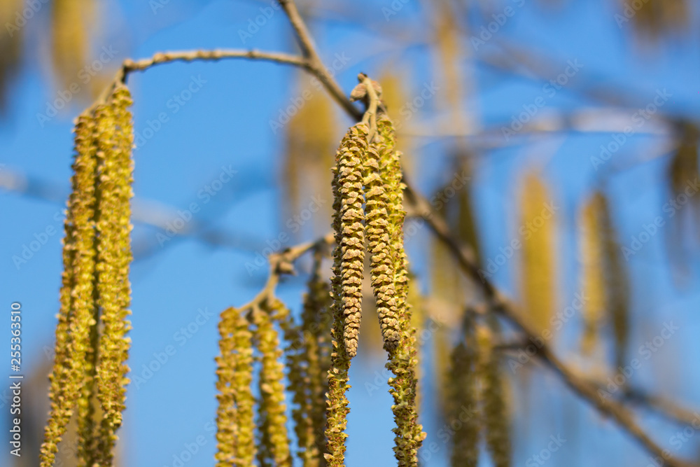Naklejka premium Alder blossoms, closeup.