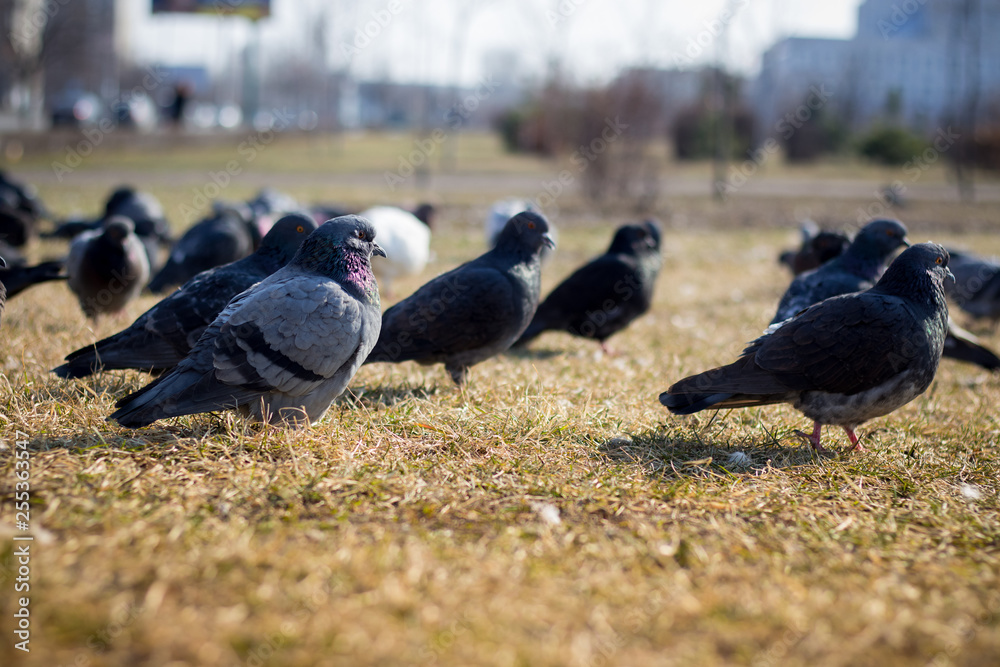 Fototapeta premium Many pigeons in the meadow