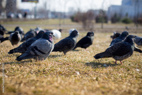 Many pigeons in the meadow