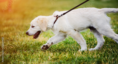 Golden retriever dog puppy in the park