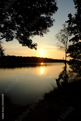 Golden sunset or sunrise with tree silhouettes over a forest lake © Bjorn B