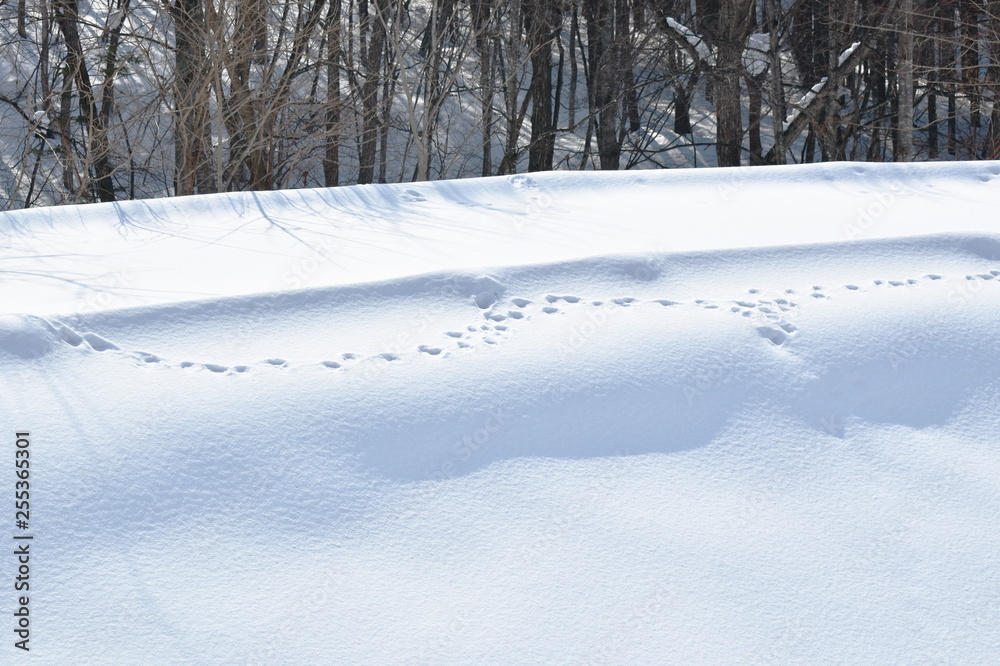 deer footprint on snow mountain hill in Hokkaido Japan deer footprint on snow mountain hill in Hokkaido Japan