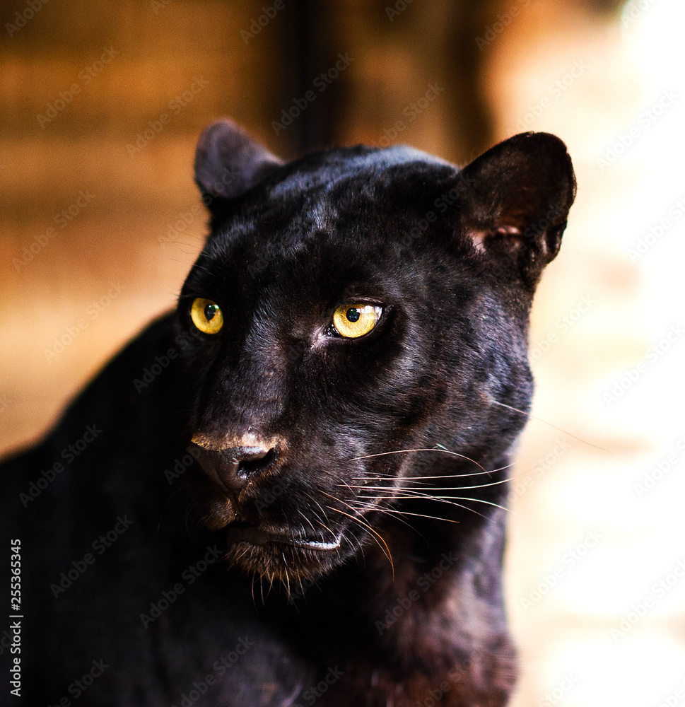 Beautiful black Panther