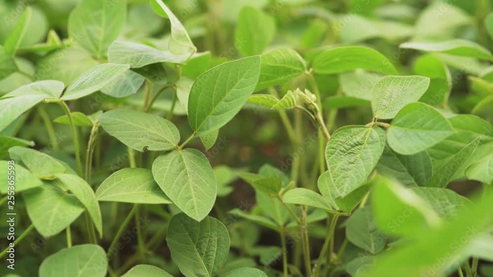 Green ripening soybean field, agricultural landscape. Green ripening soybean field, agricultural landscape.