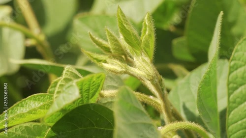 Wallpaper Mural Green ripening soybean field, agricultural landscape. Torontodigital.ca