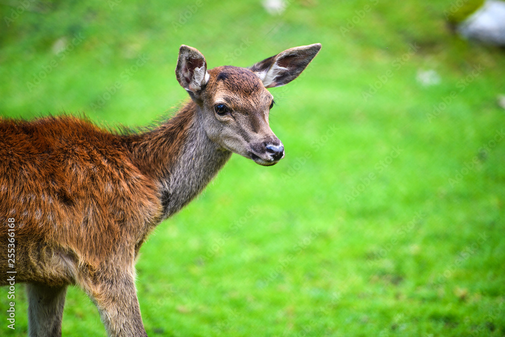 Fototapeta premium Portrait of powerful adult red deer stag in Autumn Fall forest