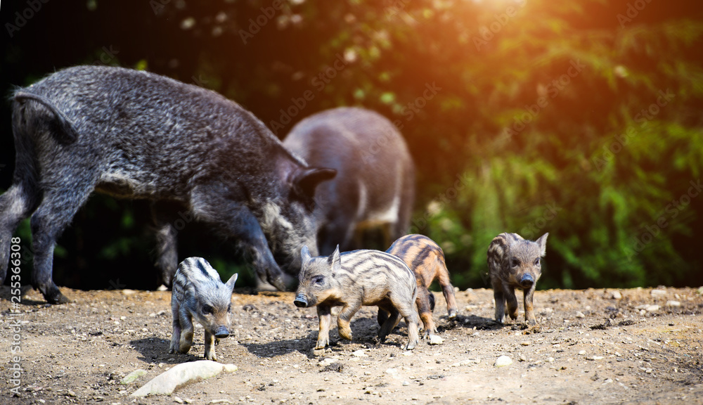 piglets suckling wild boar piglets suckling wild boar