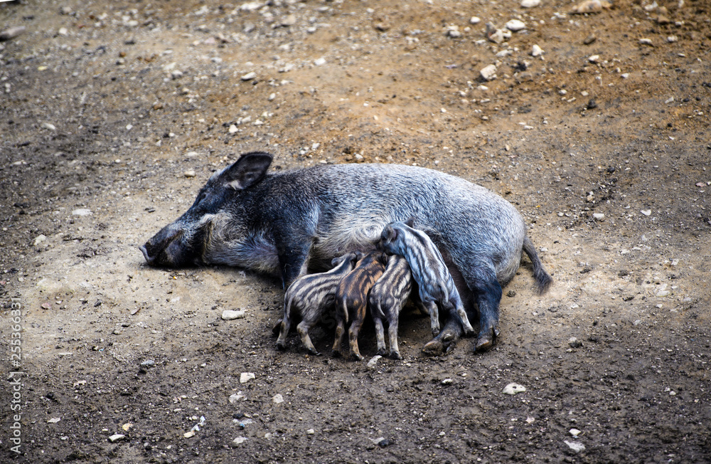 piglets suckling wild boar piglets suckling wild boar