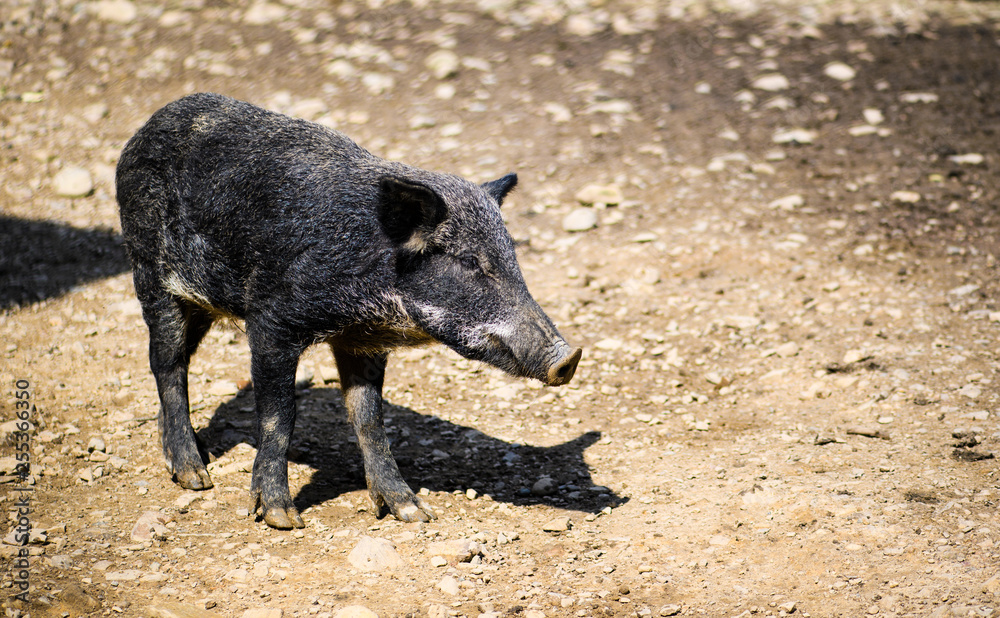 Wild boar in forest Wild boar in forest