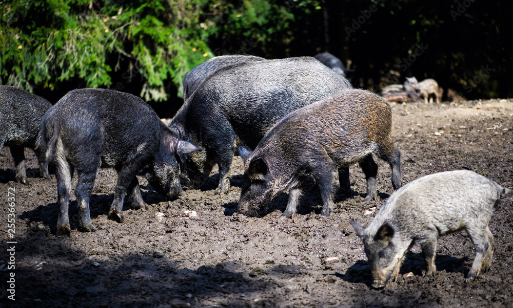 Wild boar in forest Wild boar in forest