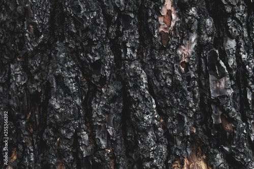 Calcined tree bark detail