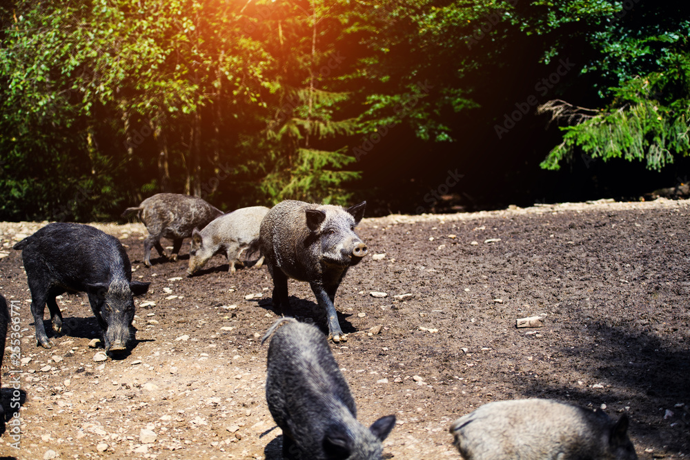 Wild boar in forest Wild boar in forest