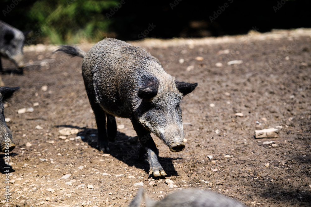Wild boar in forest Wild boar in forest