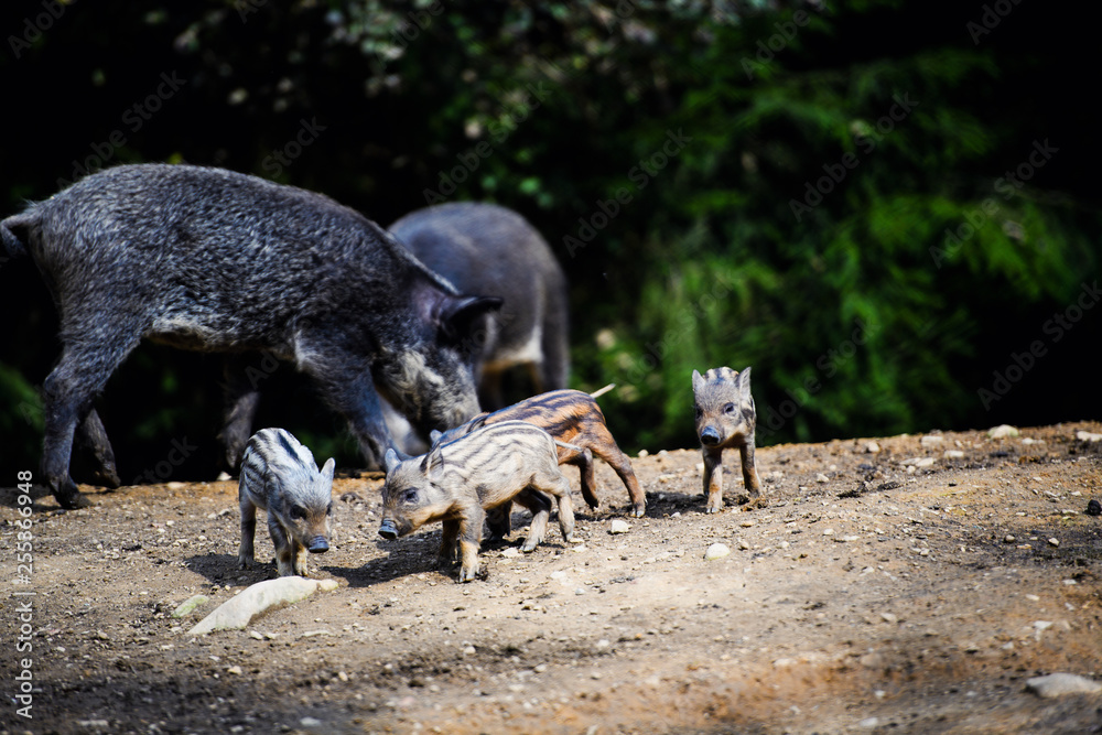 Wild boar in forest Wild boar in forest