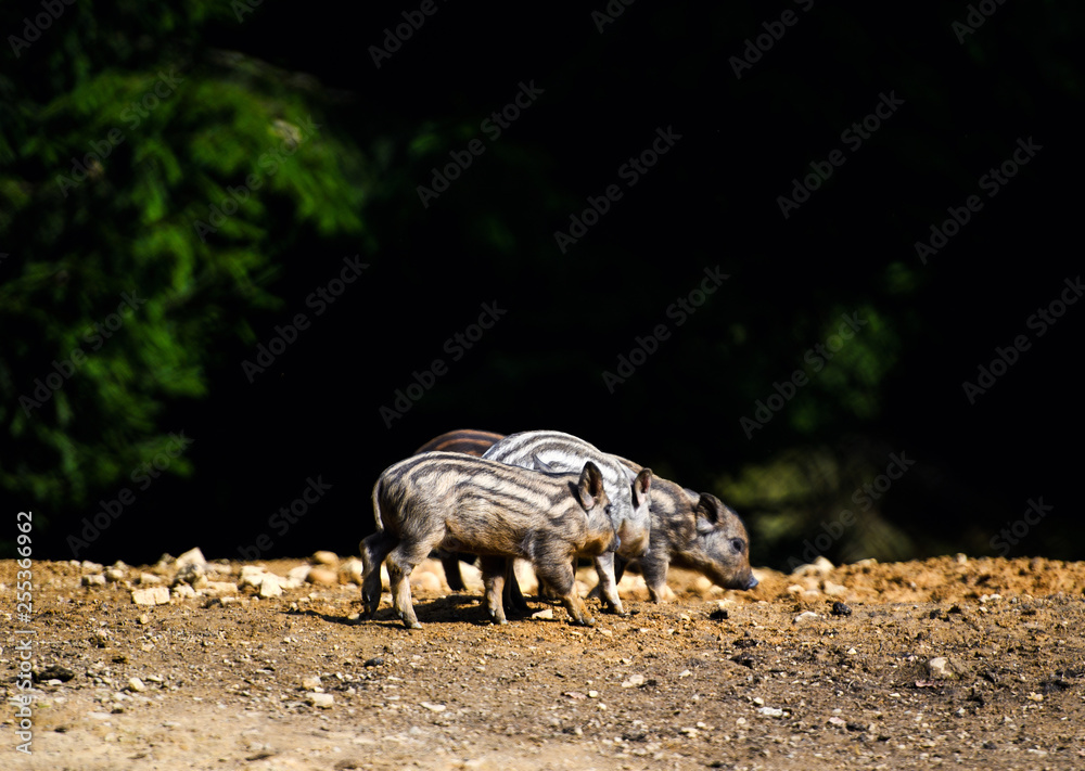 Wild boar in forest Wild boar in forest