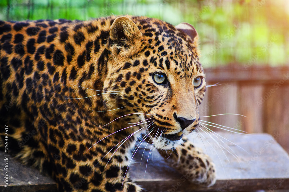 Obraz premium Portrait of a beautiful leopard