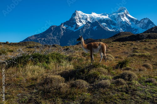 Guanaco grazing with the mountains of Torres del Paine, National Park, Chile in the background.