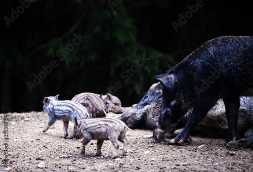 Wild boar in forest