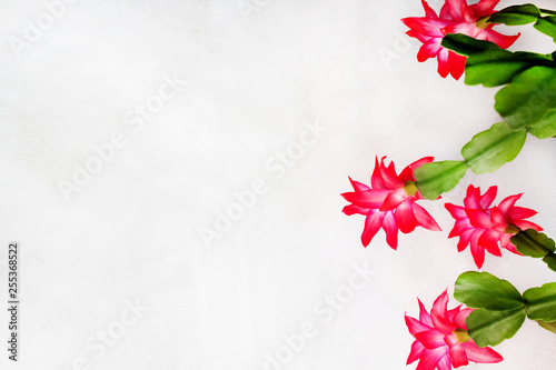 pink flowers of the Christmas cactus on a white background photo