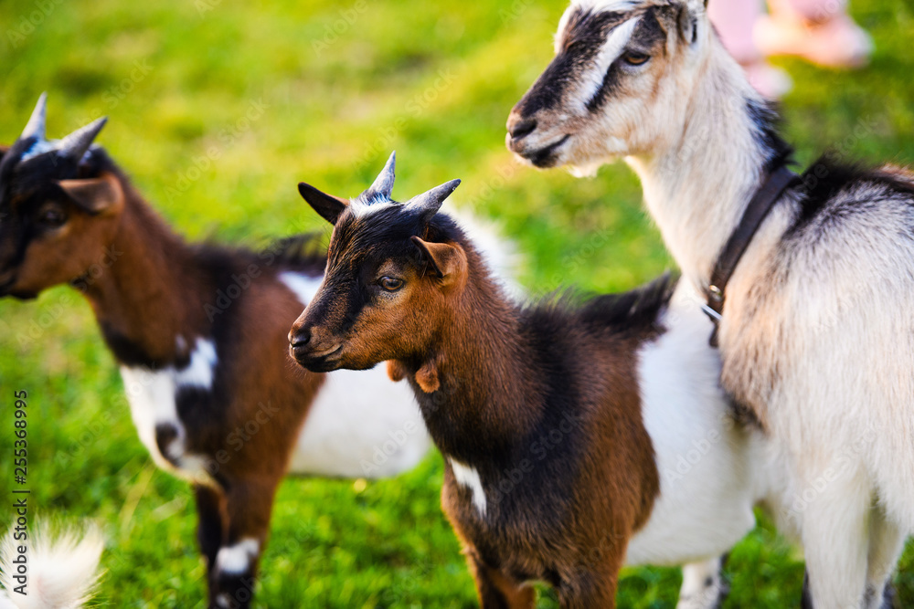 Brown baby goat kids stand in summer grass. Cute with funny. Brown baby goat kids stand in summer grass. Cute with funny.