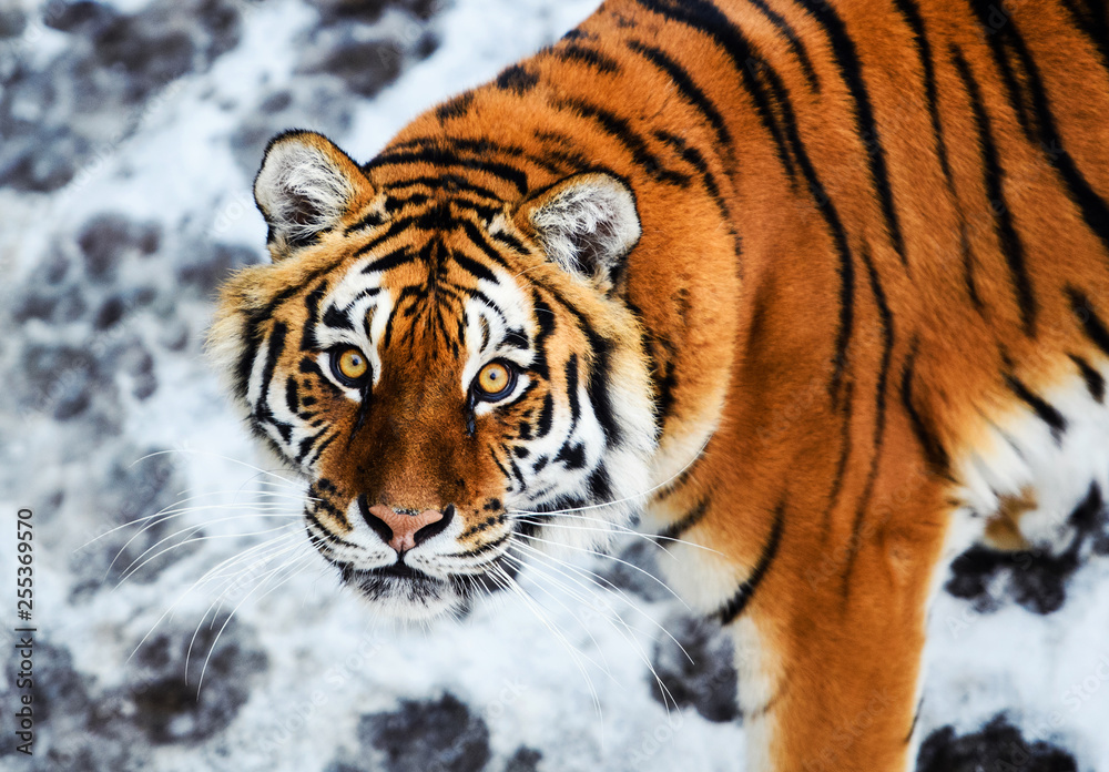 Obraz premium Beautiful Amur tiger on snow. Tiger in winter. Wildlife scene with danger animal.