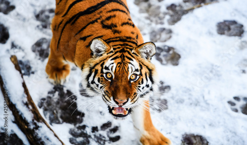 Beautiful Amur tiger on snow. Tiger in winter. Wildlife scene with danger animal.