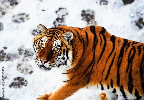 Beautiful Amur tiger on snow. Tiger in winter. Wildlife scene with danger animal.