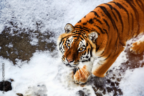 Beautiful Amur tiger on snow. Tiger in winter. Wildlife scene with danger animal.