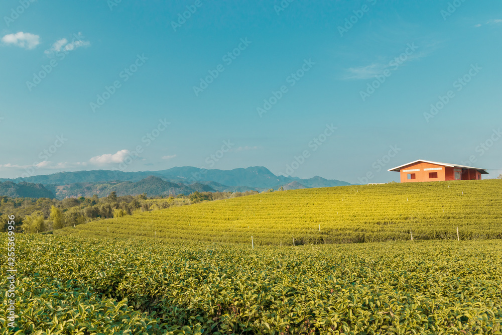 Landscape nature background green tea,Tea plantations in northern Thailand Landscape nature background green tea,Tea plantations in northern Thailand