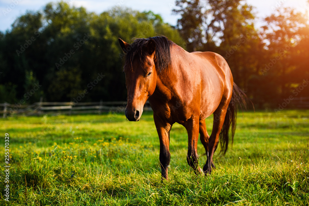 Portrait of beautiful horse in summer Portrait of beautiful horse in summer