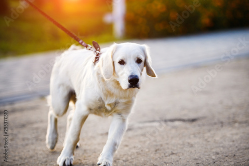 Golden retriever dog puppy in the park