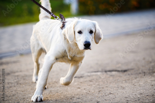 Golden retriever dog puppy in the park