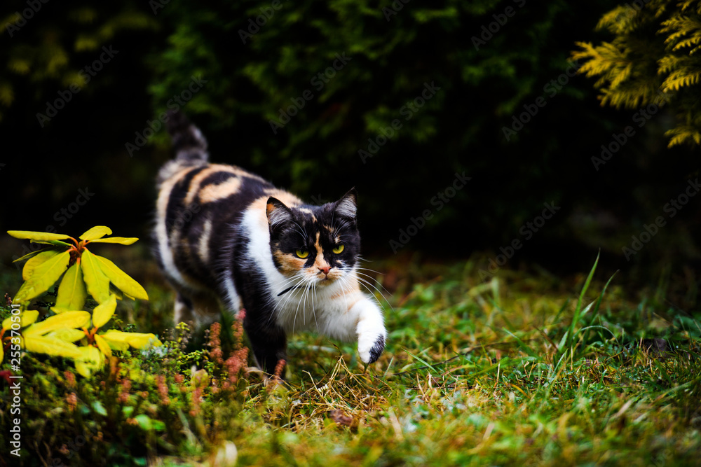 Young three-colored cat in the garden