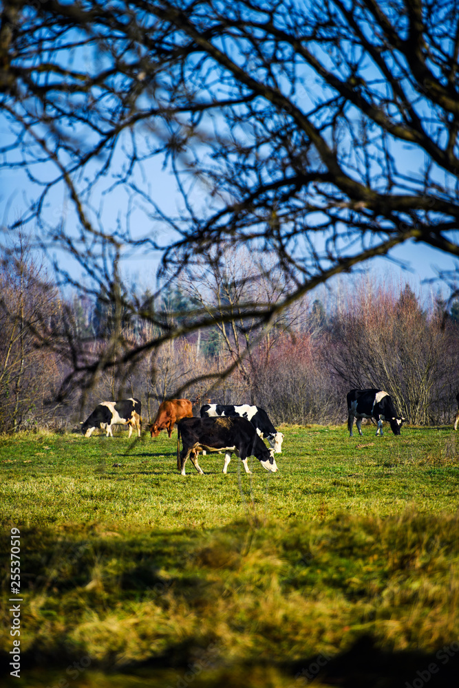 Cows is grazing in the mountains Cows is grazing in the mountains