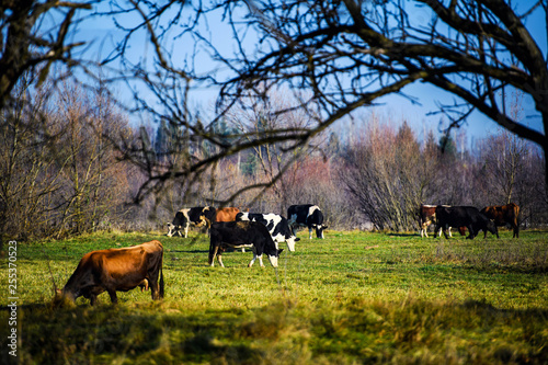 Fototapeta Naklejka Na Ścianę i Meble -  Cows is grazing in the mountains