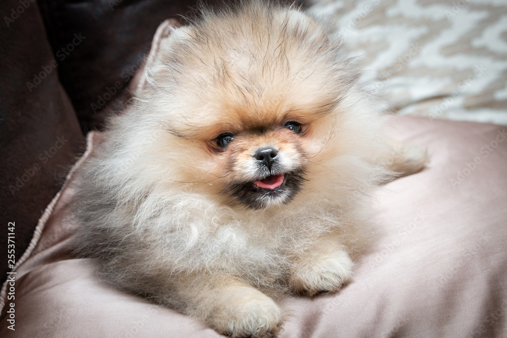 Cute Pomeranian puppy dog lying on golden satin pillow on the bed. Close up. Cute Pomeranian puppy dog lying on golden satin pillow on the bed. Close up.
