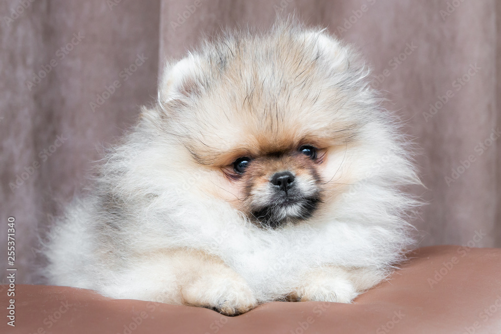 Cute Pomeranian puppy dog lying on golden satin pillow on the bed. Copy space for your text. Cute Pomeranian puppy dog lying on golden satin pillow on the bed. Copy space for your text.