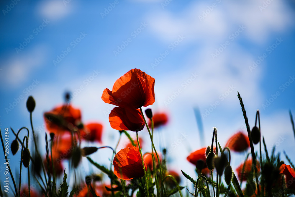 Obraz premium beautiful bright red poppy flowers with blue sky in background