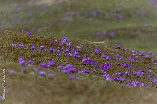 Primrose or Primula farinose at Yumthang valley of Sikkim, India