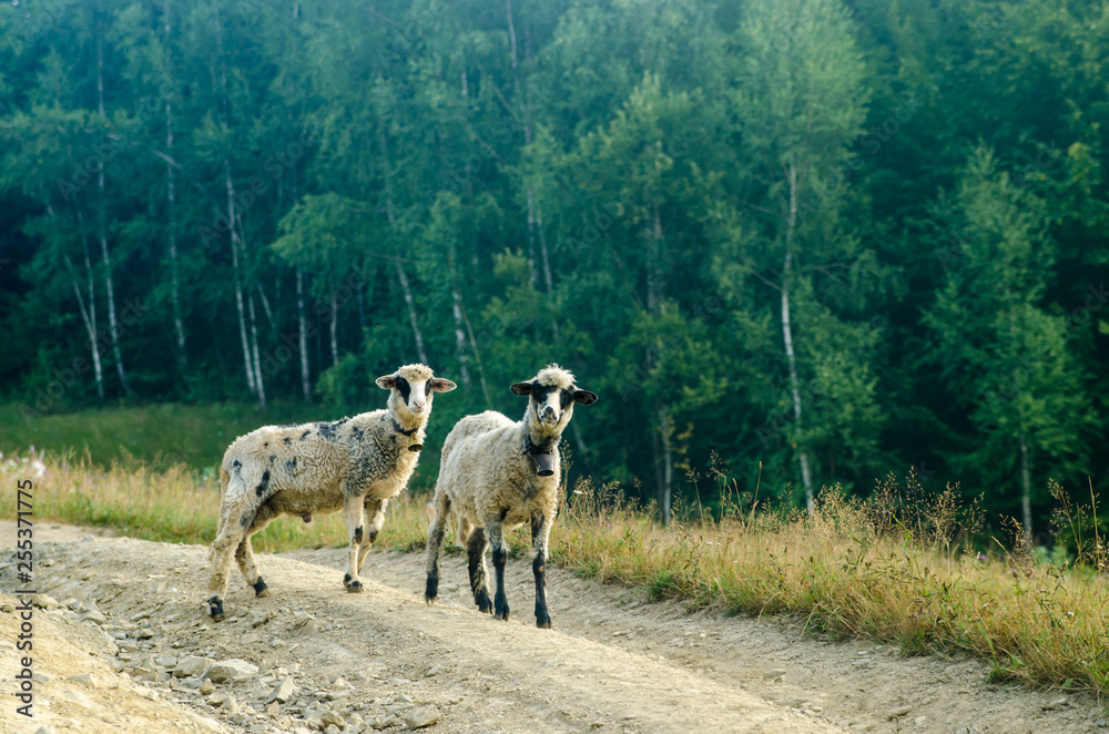 Fototapeta premium Two young sheep road