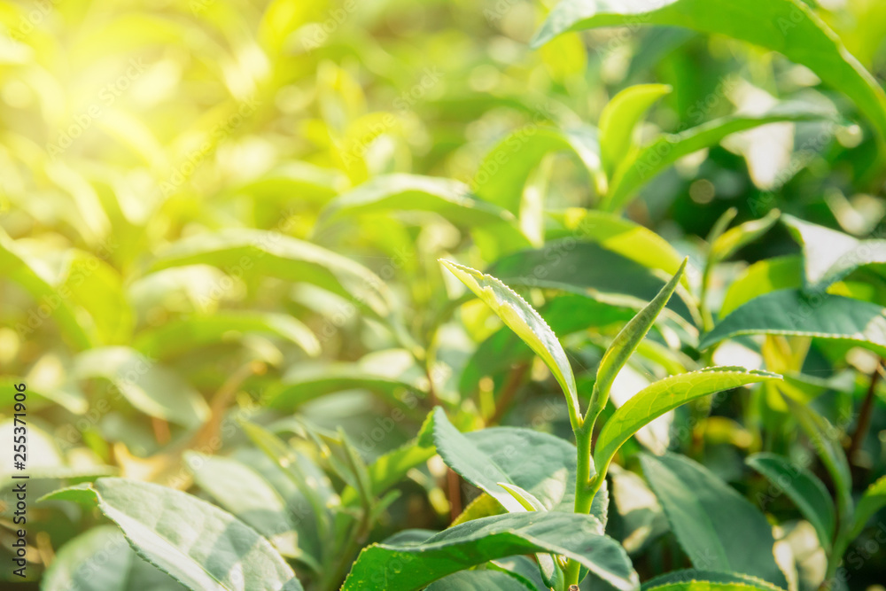 Nature backgrounds Green tea leaves in the morning sun