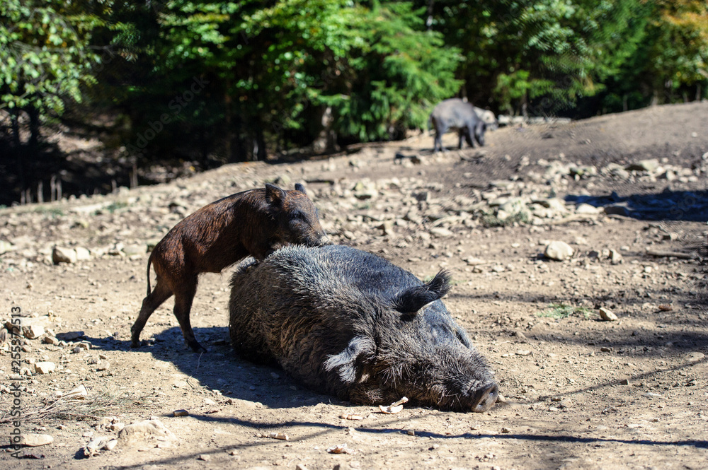 Wild boar in forest Wild boar in forest