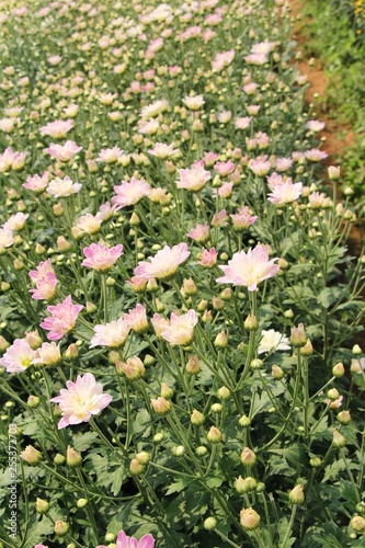 Chrysanthemums flower is beautiful in the garden