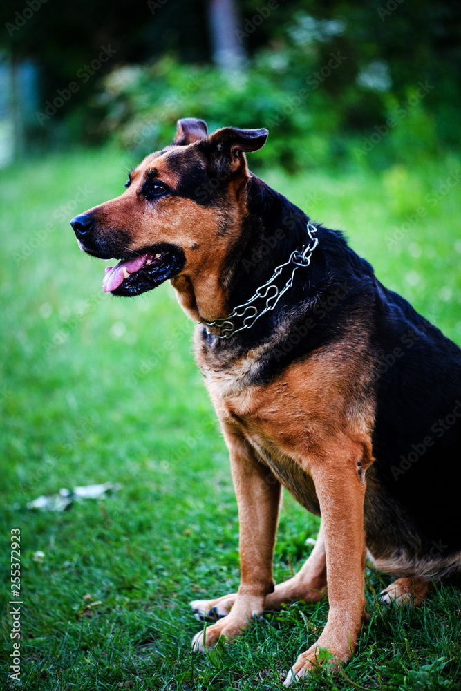 dog on green grass in the summer. dog on green grass in the summer.