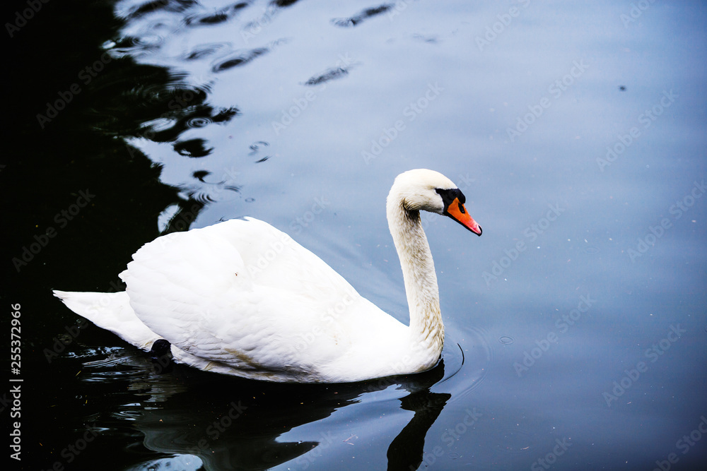 Fototapeta premium Beautiful young swans in lake