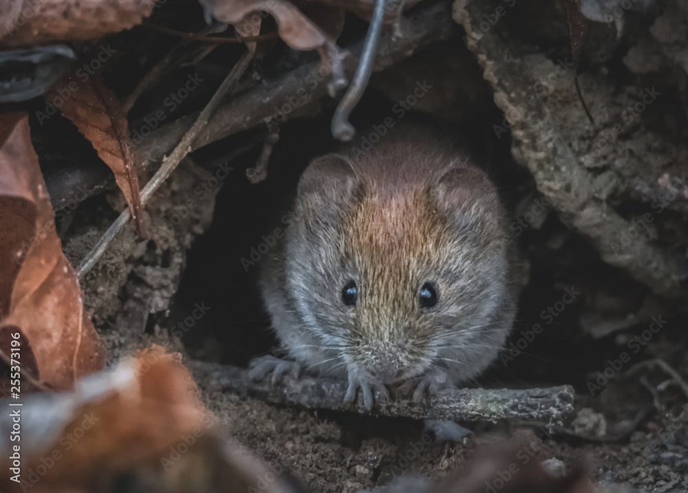 Feldmaus schaut aus dem Bau Feldmaus schaut aus dem Bau