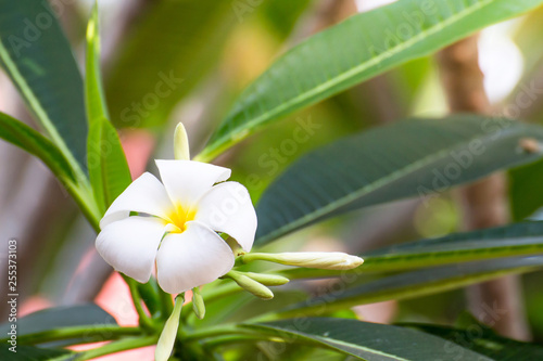 White Plumeria flowers with sun light beautiful frangipani blur background