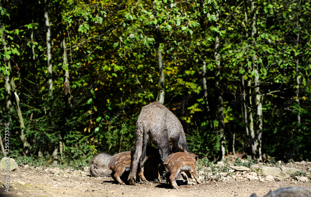 Wild boar in forest Wild boar in forest
