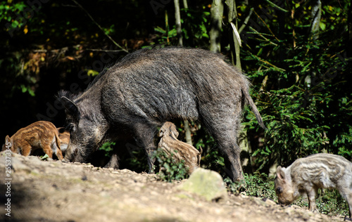 Wild boar in forest