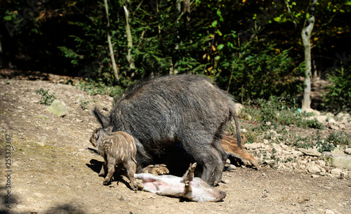 Wild boar in forest